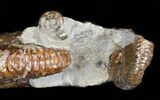 Hoploscaphites (Jeletzkytes) Ammonite - South Dakota #43918-2